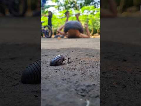 Don't try, the pill millipede went away for a while, but the donut candy was gone after it returned