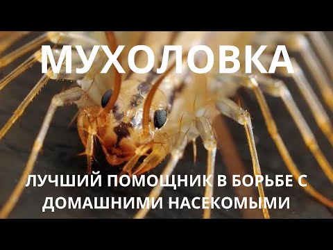 МУХОЛОВКА - Гроза домашних насекомых!!! ЧЕМ ПОЛЕЗНА МУХОЛОВКА ДЛЯ ЧЕЛОВЕКА???