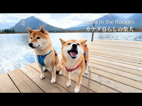 苦手な桟橋を渡りきり満足げな笑顔を見せる柴犬ナラ [4K]
