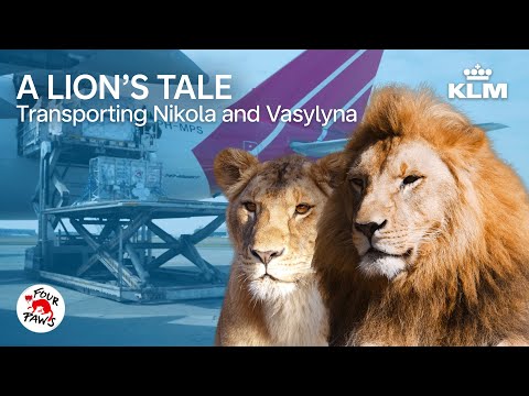 Two lions on their way to safety and paradise 🦁✈️ | A Lion's Tale | KLM