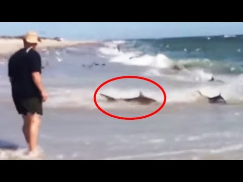 Napad gladnih morskih pasa
