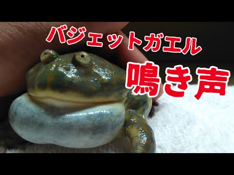 はるぼんharuチャンネルの最新動画 Youtubeランキング