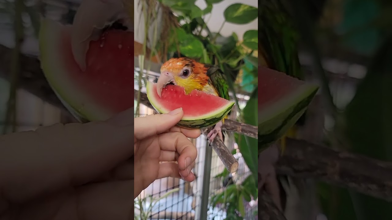 Bath & Breakfast with Stella the Caique