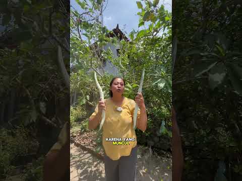 Ular yang sangat jinak itu pare ular hahahaha #kebun #berkebun #garden #homegarden