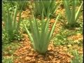 DE LA PLANTE A VOUS(Forever)