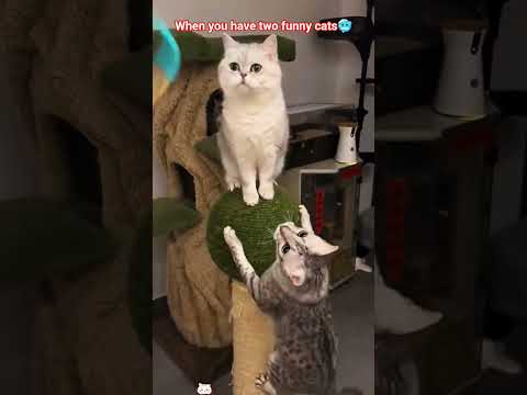 When You Have two funny cats #cat #catlovers #funnycat #funny #catedits
