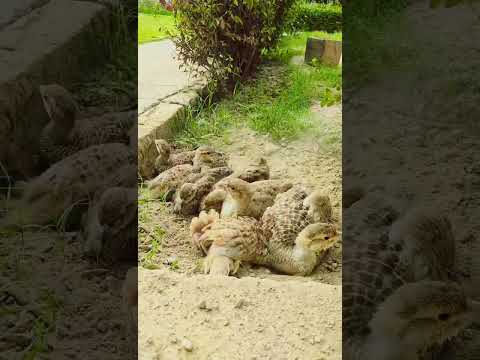 teetar family 🥰#viral #foryou