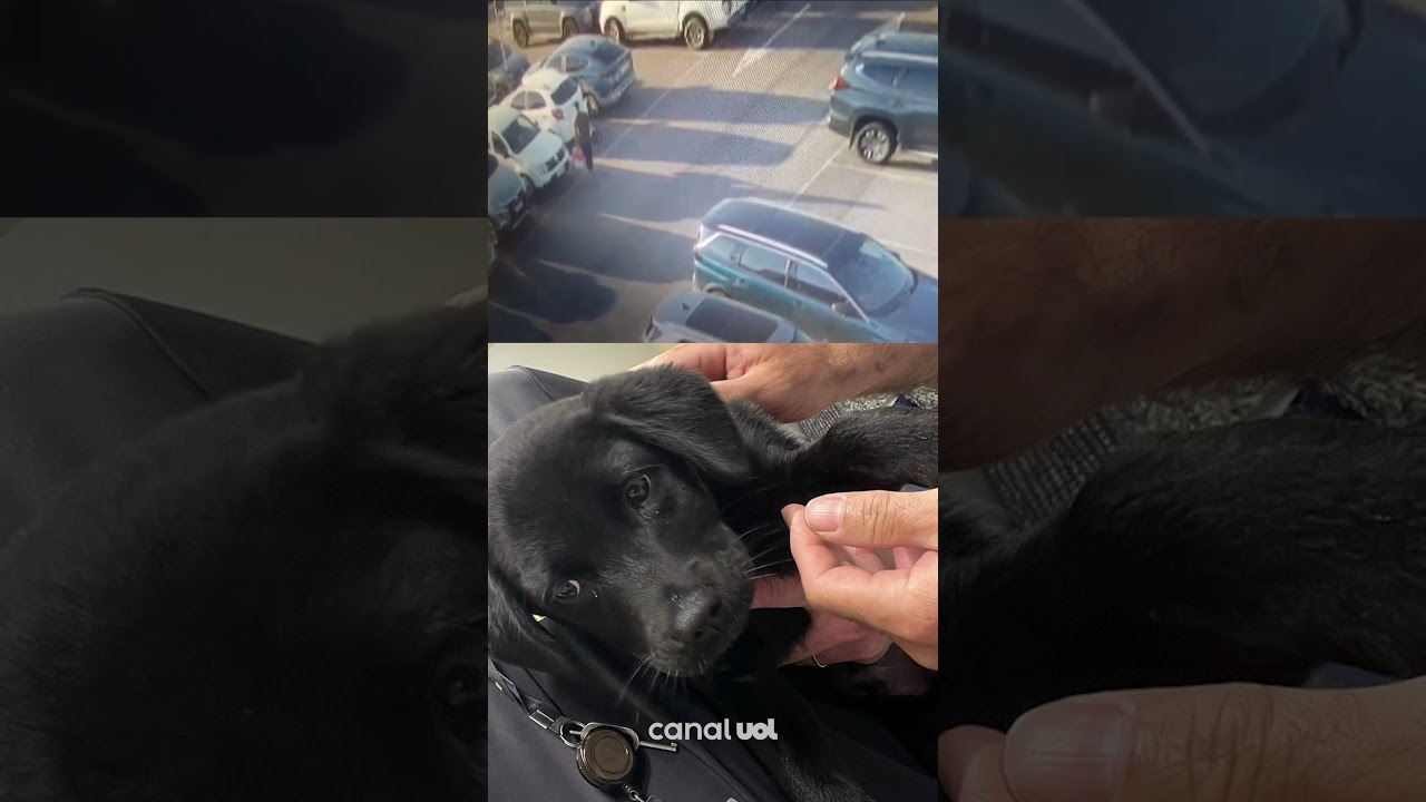 Tutor abandona cãozinho em aeroporto de SC após ser impedido de embarcar vídeo mostra momento