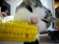 給我吃玉米啦 !  Let me eat some corn! (This is the original)