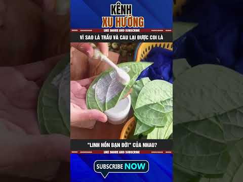 VÌ SAO LÁ TRẦU VÀ CAU LẠI ĐƯỢC COI LÀ "LINH HỒN BẠN ĐỜI" CỦA NHAU?