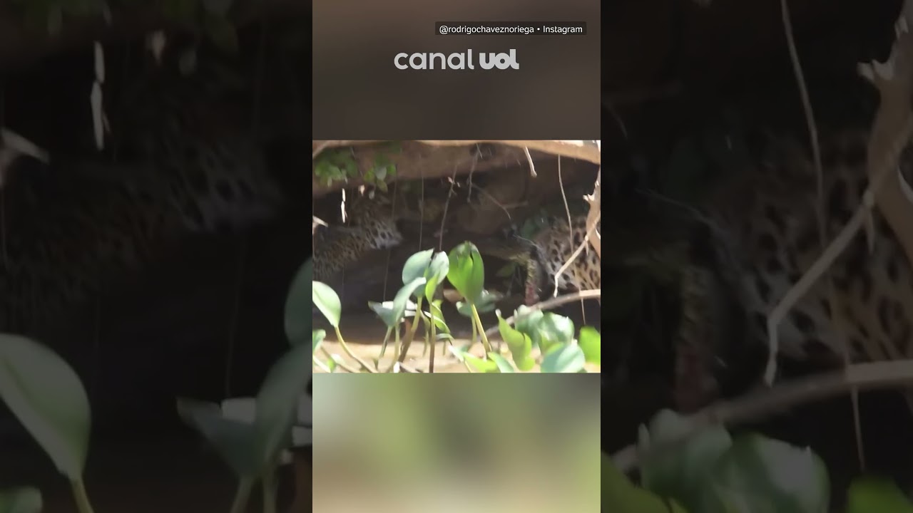 Onças-pintadas disputam cobra no Pantanal de Mato Grosso; vídeo