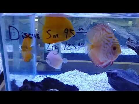 Mystery Fish Store Part 2 