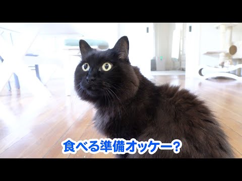 しゃべる猫】飼い猫に日本語でハッキリと「親不孝！」と言われました 