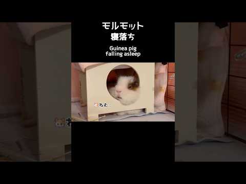 寝落ちの瞬間【モルモット】