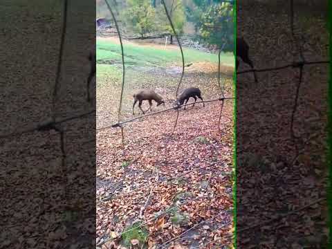 Оленьи рога - факты #олень #deer #shorts