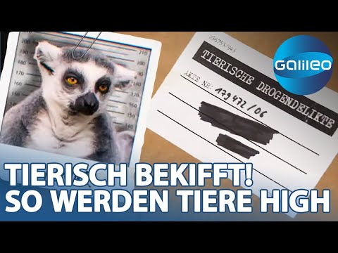 Tierischer Drogenkonsum! Müssen Tiere einen Entzug machen? | Galileo | ProSieben