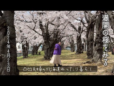 ［函館市］満開の桜をみる4月23日2024年　函館　五稜郭公園