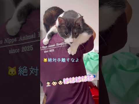 抱っこ‥と思ったらそこ乗るの?俺は早く帰りたい!【猫のちゅうた】#cat #猫 #保護猫 #shorts