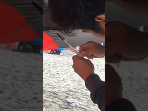 #LAYANGAN COTEK GANTENG#mengudara dengan aman#trend #shortvideo