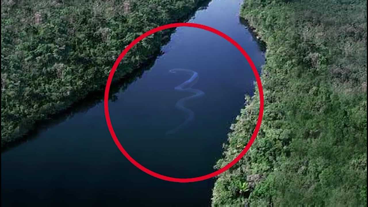 The Biggest Snake In The World YouTube