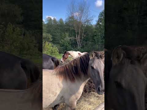 Borton wita się ze stadem #konie #horse