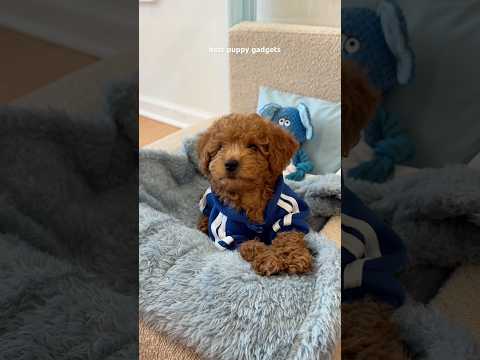 best puppy gadgets #dog #puppy #dogowner #cutedog #asmrsounds #shorts