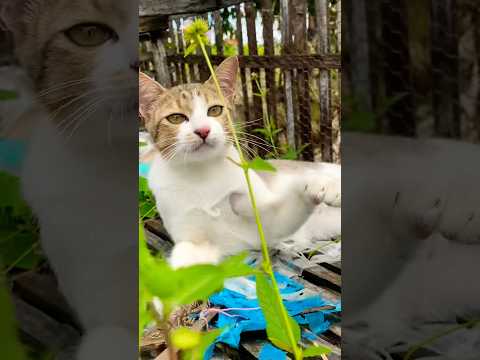 #cat #cats #cute #catvideos #catshorts #catai #ai #funny #love #pets #lovely #shorts #shortvideos