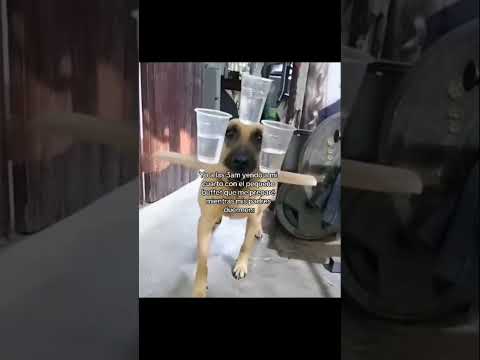 Si😭☝🏻||#humor #arajazmiin #comedia #short #viral #comida #perro #noche