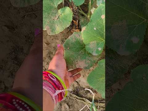 अच्छे दिन#houseplants #garden #ytshorts #gardening #motivation