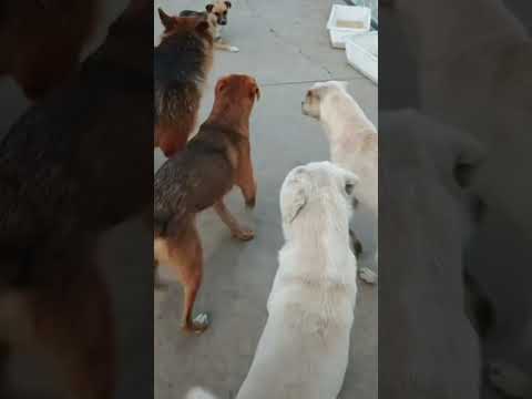 Everyone loves their meal stick...