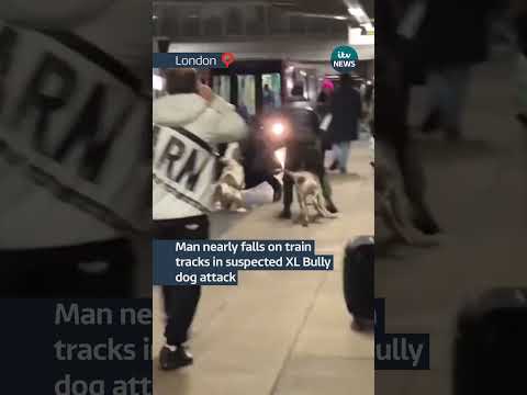 Man nearly falls on train tracks in suspected XL Bully dog attack #itvnews #londonnews #xlbully