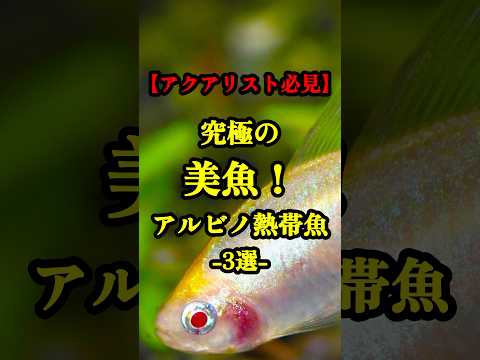 【アクアリスト必見】究極の美魚！アルビノ熱帯魚3選【淡水魚 アウクアリウム】#熱帯魚飼育 #淡水魚 #アクアリウム