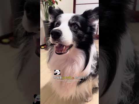 美食主理狗 #边牧 #精致毛孩子的一天安排上了 #萌主总动员 #抖in萌宠计划 #万物可爱计划