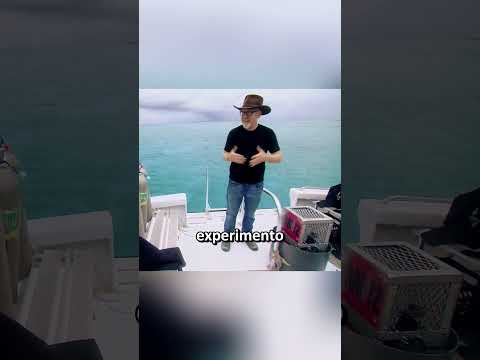 ¿Es cierto que los tiburones tienen miedo del sonido de las orcas?