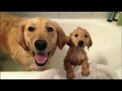 Funniest & Cutest Golden Retriever Puppies - Golden Retriever Will Put You in A Great Mood in 10 Sec