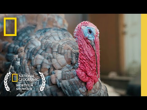 Meet Fred the Tap-Dancing Turkey | Short Film Showcase | National Geographic