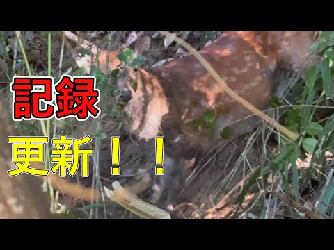 シカ捕獲8【くくり罠】【狩猟】【有害鳥獣駆除】