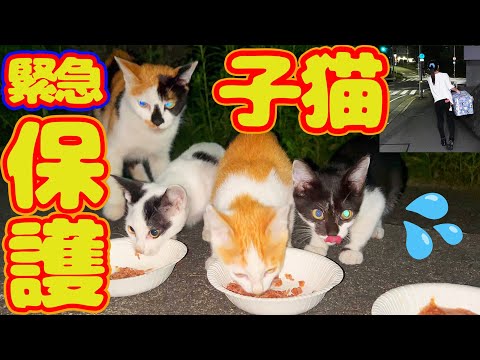 【子猫 母猫 保護】明日大雨予報 交通量も多く危険  子猫逃げ苦戦…捕まえれるか?