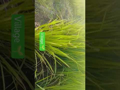 #folksong #song #viral #music #trending #agriculture #telugu #nature #villagelife #farming #farmer #