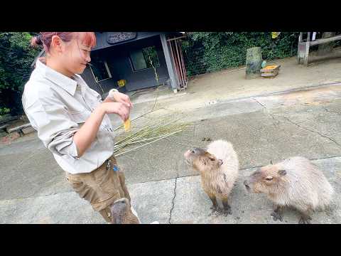 繁殖を頑張る気弱なカピバラが得意技を披露してくれるそうです
