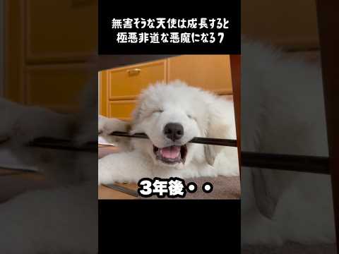 無害そうな子犬だと思って育てた結果7 #グレートピレニーズ #greatpyrenees #大型犬 #癒し #大型犬パピー #可愛い #愛犬 #犬のいる生活 #大型犬のいる生活 #大型犬のいる暮らし