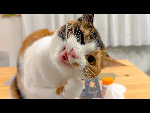 こんな顔してますがとっても喜んでいます。