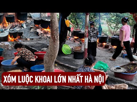 Độc đáo: Xóm luộc khoai lang lớn nhất Hà Nội