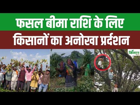 Fasal Bima की राशि के लिए किसानों का अनोखा प्रर्दशन, 5 सालों से लगा रहे हैं सरकार से गुहार। Soybean