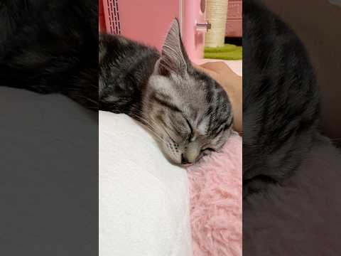 猫エイズ陽性の子猫が奏でる心温まるストーリー サムネイル