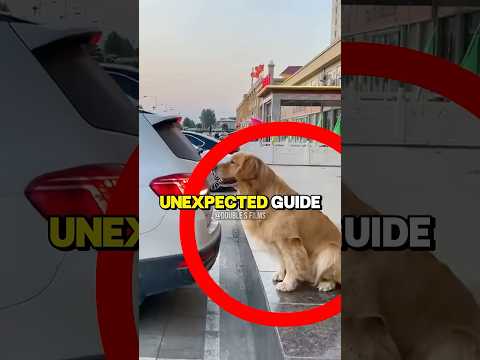 Dog Becomes the Best Parking Guide!