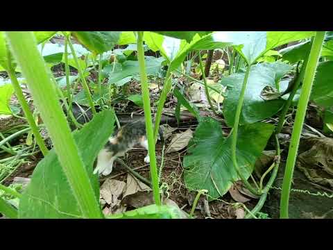 പൂഞ്ഞൂസ് ❤ #shortsvideo #pets #petlovers