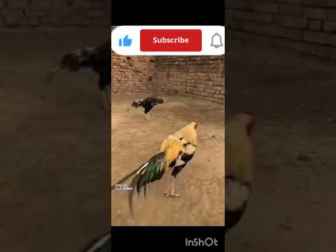 fighter murga#Khatarnak fighter murge ki video murge ki ladai