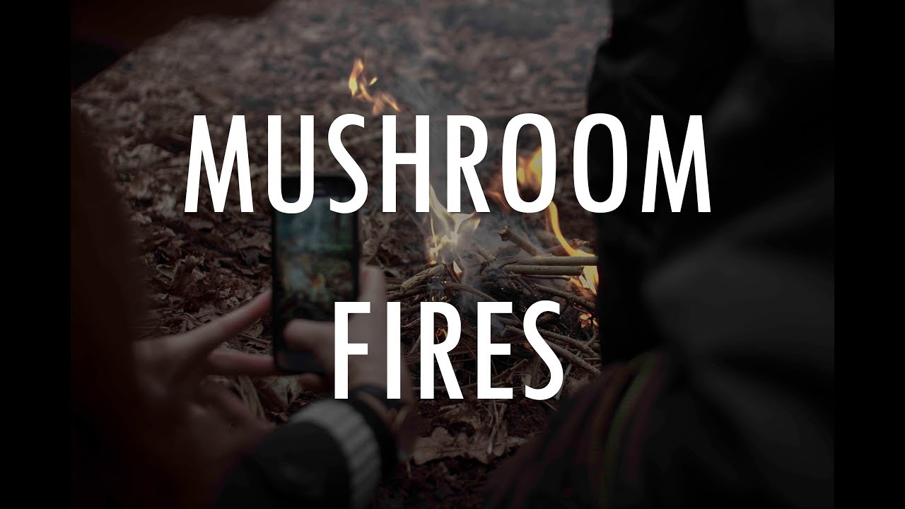 Foraging for wild edibles with Steve England | Bristol | UK