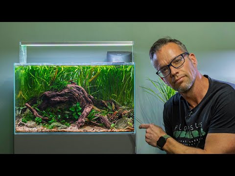 MASTER YOUR MIDGROUND WITH THESE EASY PLANTS (4K) PRE-ORDER AQUATIC HABITATS BOOK NOW - https_//amzn.to/416WJlj

Website - https_//www.georgefarmerstu
